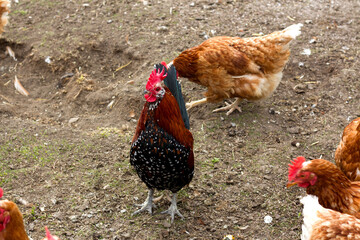 Rooster with black and red feathers standing prominently. A brown hen is visible in the background, amidst a natural outdoor setting with earthy tones