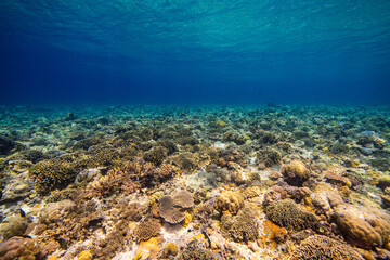 APO REEF, Philippines