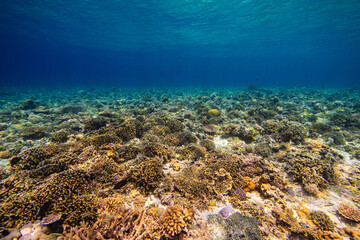 APO REEF, Philippines