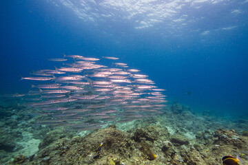 APO REEF, Philippines