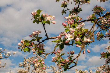 Beautiful cherry blossom sakura in spring time over blue sky.