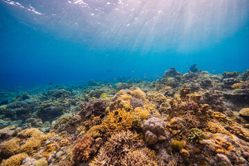 APO REEF, Philippines
