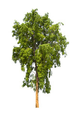 Isolated single tree greenery botanical