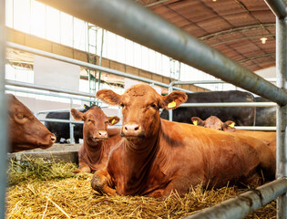 Reddish cows resting inside barn at modern livestock farm