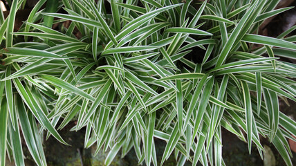 Chlorophytum comosum, usually called spider plant. top view
