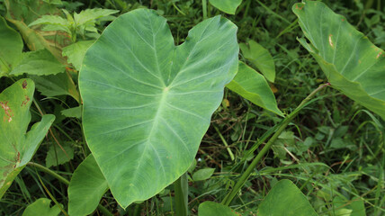 Daun Talas (Colocasia Esculenta) is well known as ornament plant, It grow in tropical country. close up detail and texture of taro leaves or daun talas.