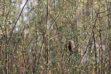 Thrush on a branch of a bush with young leaves