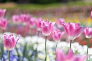 美しいチューリップの花