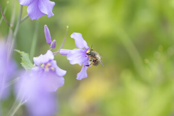 ムラサキハナナの蜜を吸うミツバチ