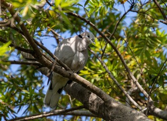 Garden birds of South Africa - ring-necked dove