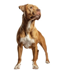 Alert brown pit bull standing and looking up on transparent background