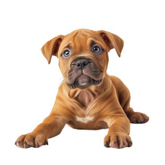Obraz premium Lying brown puppy with sad eyes on transparent background