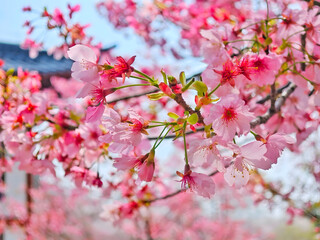 Cherry Blossom Branch in Full Bloom