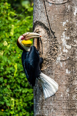 Wreathed Hornbill at Nest Hole