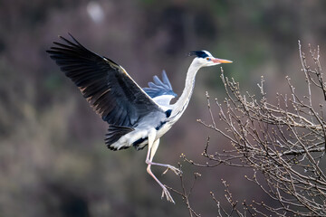 Grey Heron Taking Flight