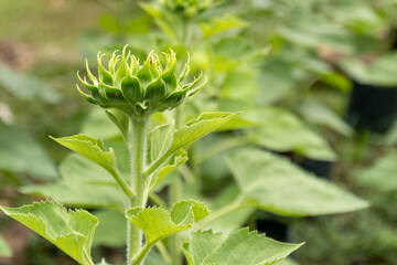 Emerging sunflower buds farm field nature green environment close-up growth concept
