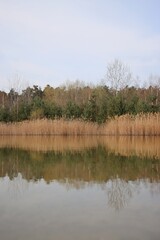lake surrounded by forest. The sky and water are blue