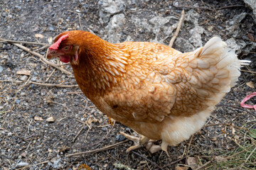 Free-roaming hen foraging in farmyard close-up view natural environment wildlife concept
