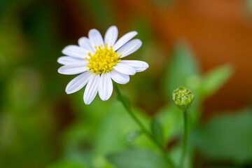 Delicate white flower blooming in lush green environment nature close-up view