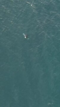 A family of whales in Maui Hawaii