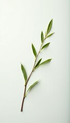 Fototapeta premium A single willow branch on a white background with subtle gradient, delicate, soft, willow branch