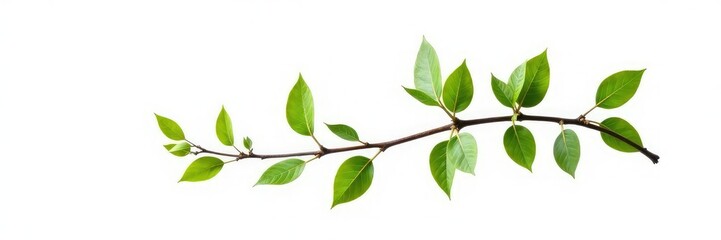 Fototapeta premium A solitary branch with delicate leaves isolated on white background, branches, foliage