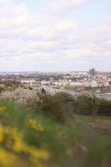Obraz premium blooming meadow with a view of Prague