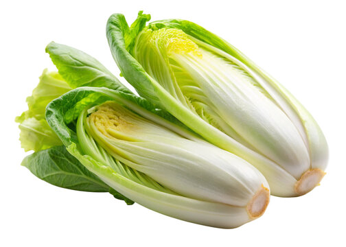 Endibia isolated on white background