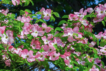 ハナミズキの花