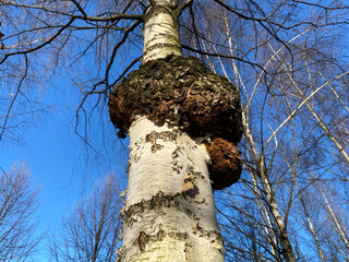Birch fungus Chaga parasitizes on trunk of tree. Blue sky. Inonotus obliquus commonly known as...