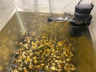 Dirty, unkempt, muddy aquarium. Problem with filtration, lack of oxygen in fish, untimely water...