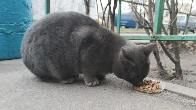 Cute stray gray cat eats animal without owner street kitten family Feeding street animals ownerless kitten outdoors veterinary clinic pet care concept hungry pet angry street cats fight for food