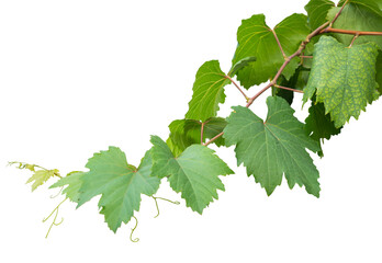 Grape branch on transparent background.Grapevine.