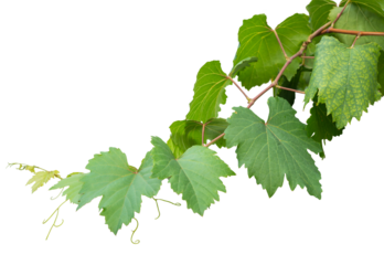 Grape branch on transparent background.Grapevine.