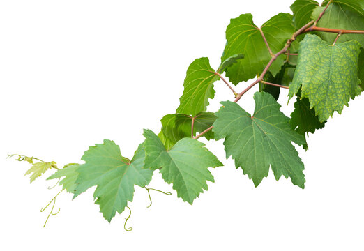 Grape branch on transparent background.Grapevine.