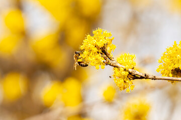 Beautiful Yellow mimosa small flowers in spring garden with sunny bokeh light. Yellow gold flowering mimosa tree. Acacia dealbata tree with gold blossom