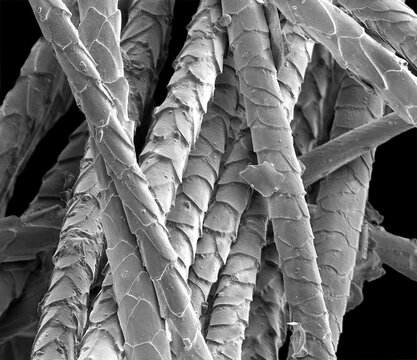 Cat hair, SEM