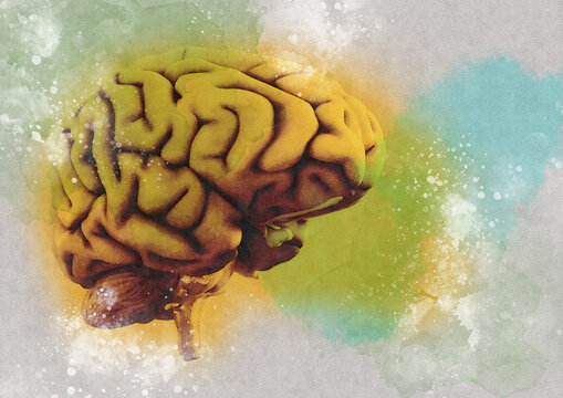 Human brain, illustration