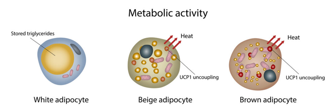 Metabolic activity in fat cells, illustration