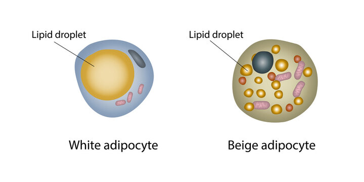 Lipid droplets in white and beige fat cells, illustration