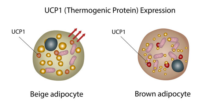 Thermogenic protein expression in fat cells, illustration