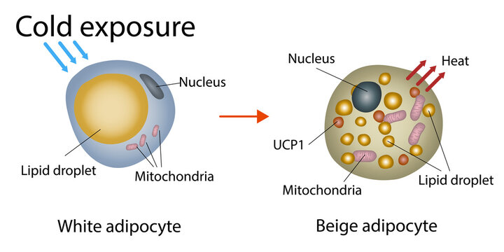 Cold exposure response in fat cells, illustration