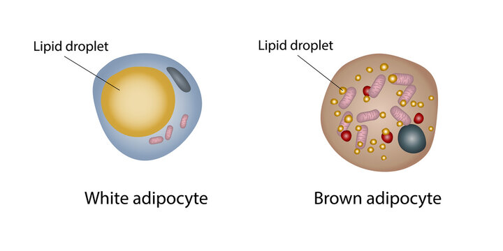 Lipid droplets in white and brown fat cells, illustration