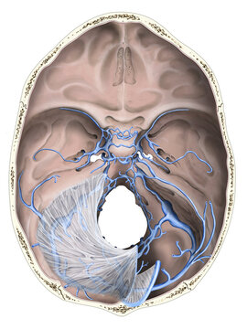 Structure of the dura mater, illustration