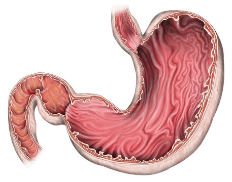 Stomach, illustration