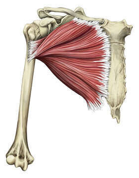 Greater pectoral muscles, illustration