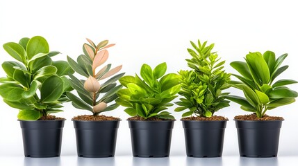 Obraz premium Row of potted plants with different sizes and colors. The plants are arranged in a row, with the tallest one in the middle and the shortest one on the far left. The plants are all green