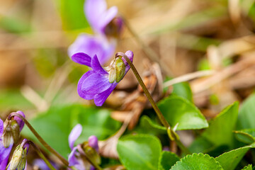 Beautiful spring small purple flower-plant Violka fragrant - Violka. Spring time in nature. Viola odorata