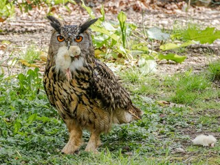 Great Horned Owl sitting on the ground with a chick in its mouth feeding, siberian eagle owl, bubo bubo sibiricus. Eating chicken sitting on the ground.