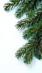 Obraz premium Spruce tree branches with needles isolated on white surface, trees, winter